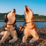 two husky dogs howling together