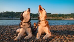 two husky dogs howling together