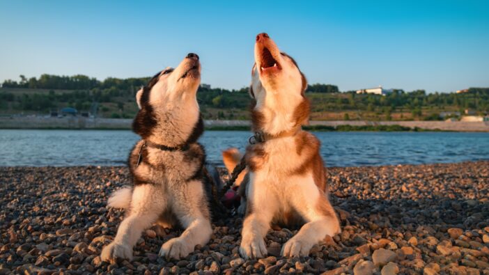 two husky dogs howling together