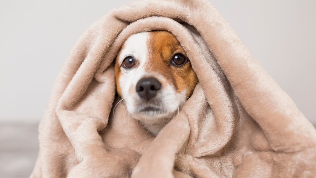 worried dog hiding under blanket