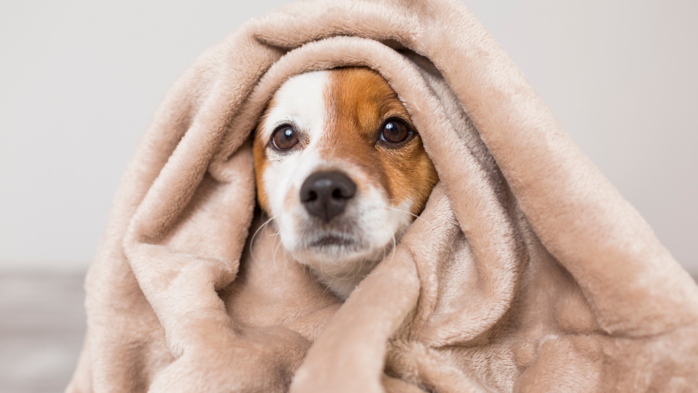 worried dog hiding under blanket