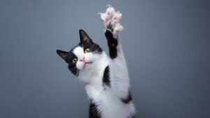 tuxedo cat raising its paw
