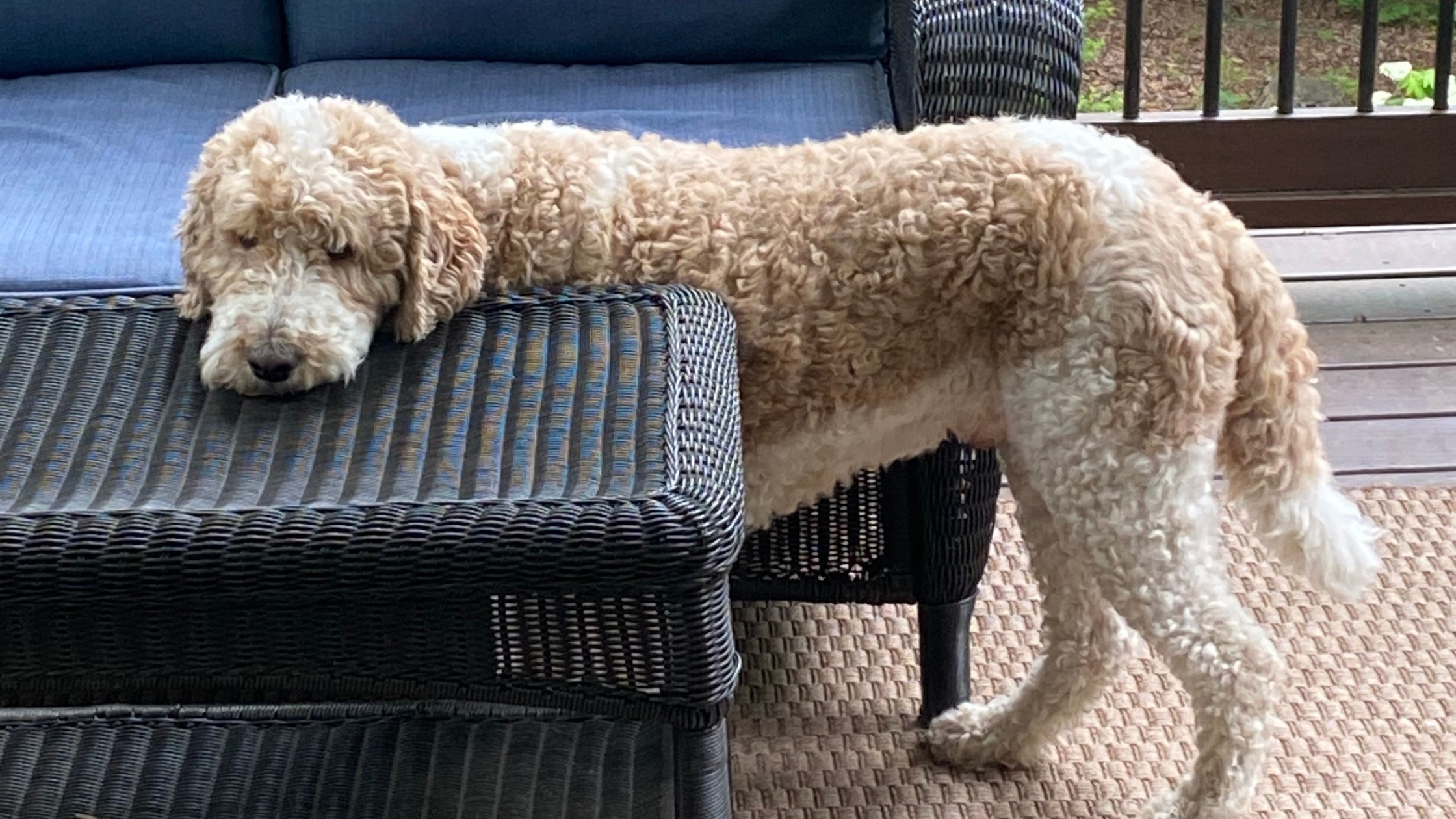 my dog skipper