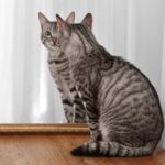 tabby cat looking at itself in mirror