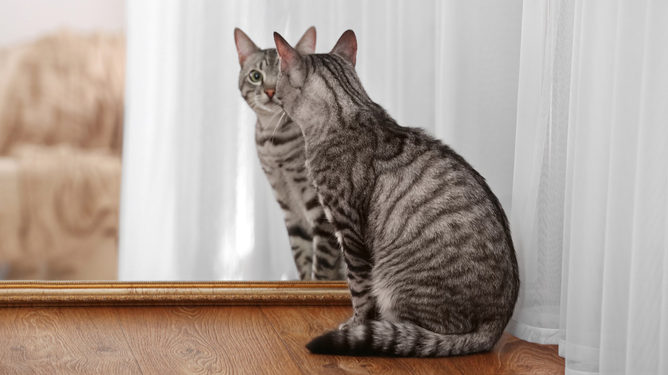 tabby cat looking at itself in mirror