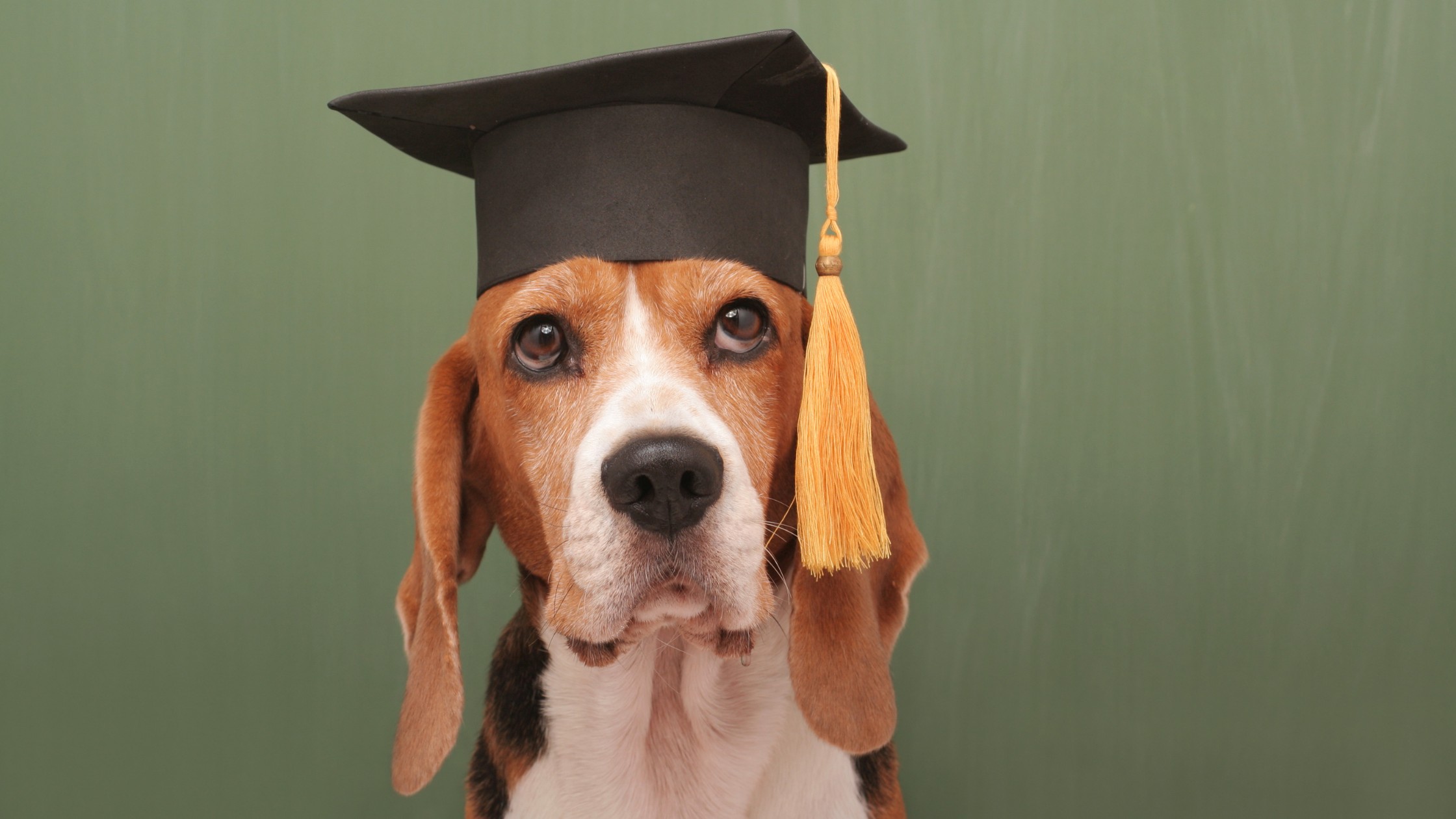 beagle dog student wearing graduation cap
