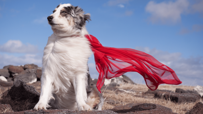 photo of a dog with a cape