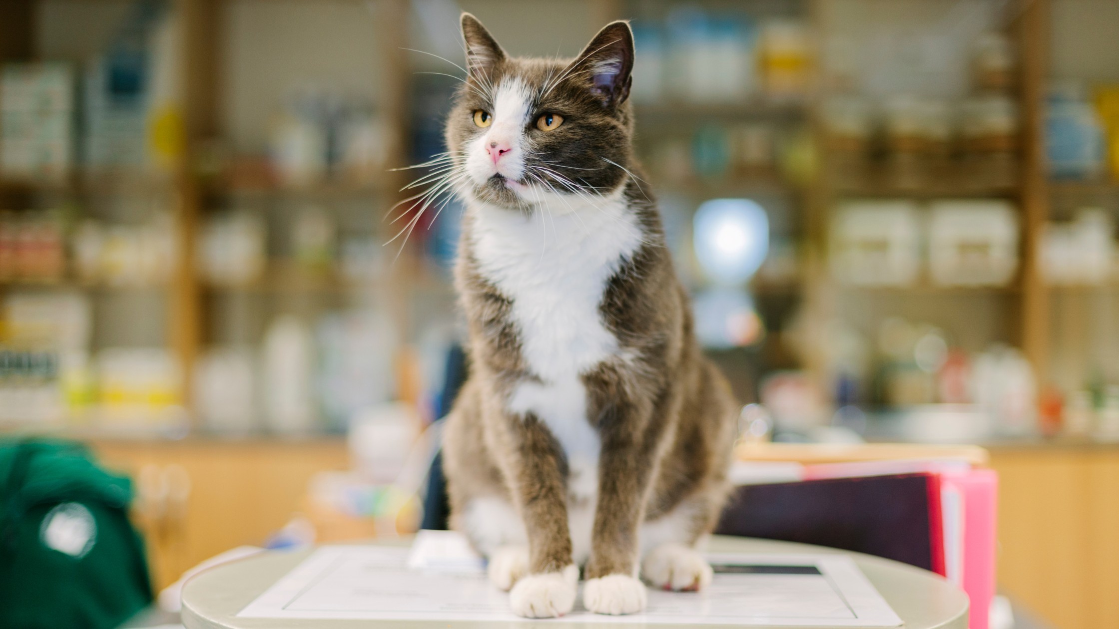 cat sitting on table in veterinary hospital icu