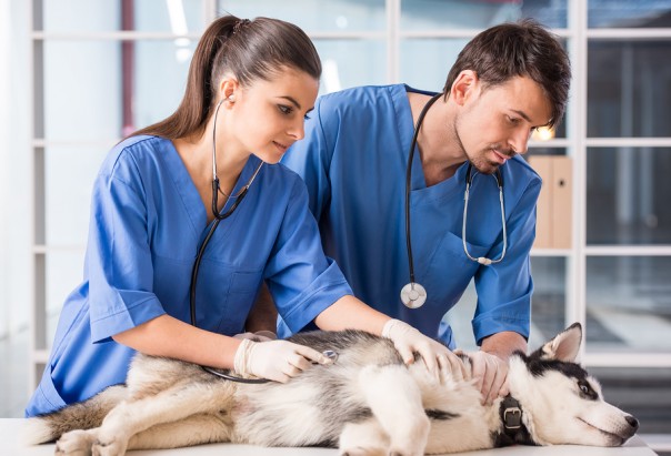 Two veterinarian are examining a cute siberian husky at hospital.