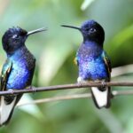 two hummingbirds sitting on a branch looking at each other