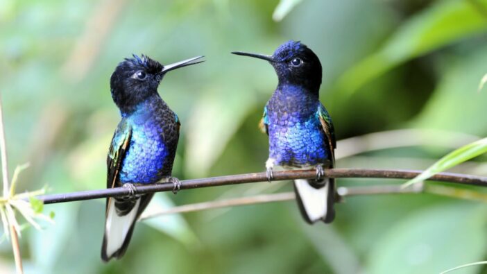 two hummingbirds sitting on a branch looking at each other