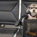 miniature poodle dog in carrier on top of suitcase in airport looking at camera