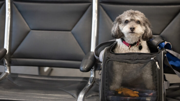 miniature poodle dog in carrier on top of suitcase in airport looking at camera