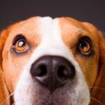 beagle dog close up face eyes looking up