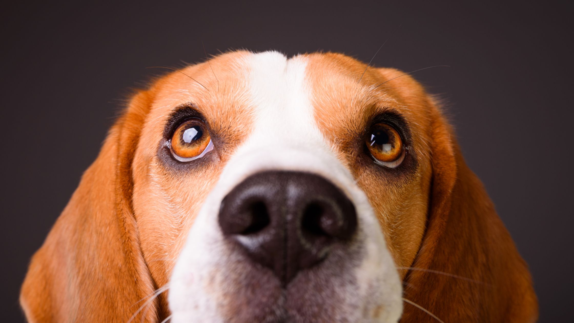 beagle dog close up face eyes looking up