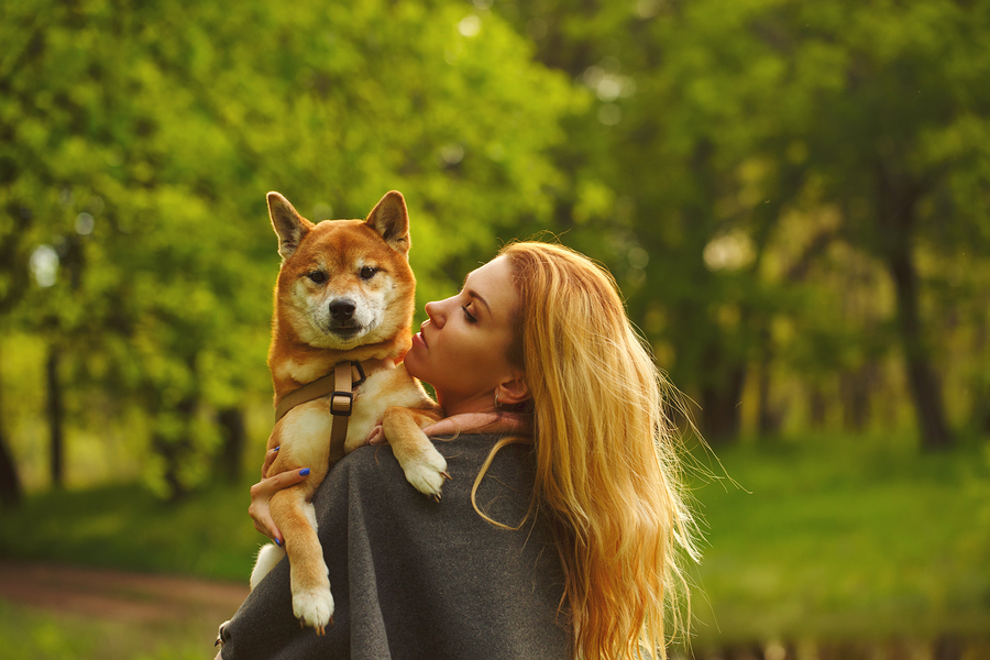 Girl and dog Shiba Inu embrace in a spring park. Walking with a pet. Pedigree dog. Walking dogs. Dog happiness.