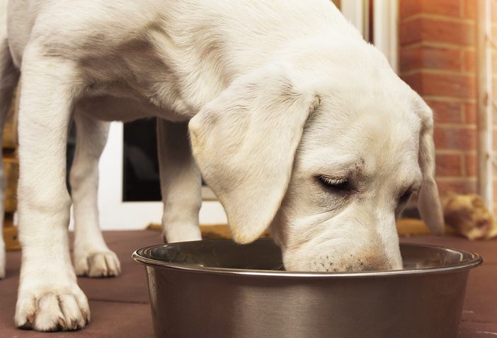 how much chicken and rice should i feed my puppy