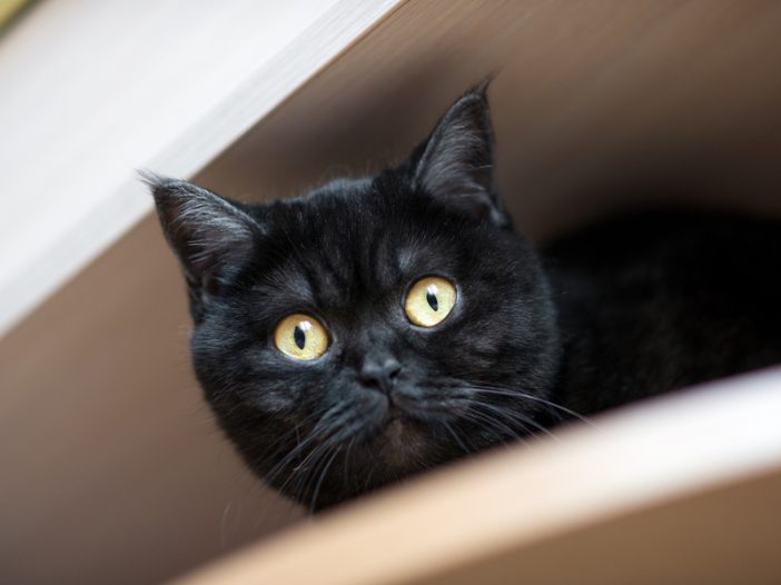 veterinary black cat