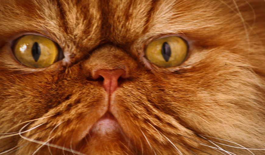 How Do I Get Rid Of My Cat’s Hairballs?