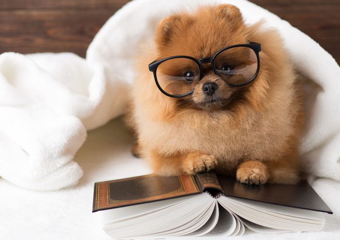 dog and book in glasses