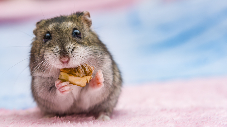 Hamster Life – Blogs written by Pets