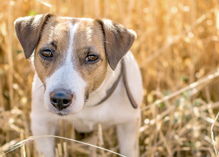 Dogs and outlet gluten