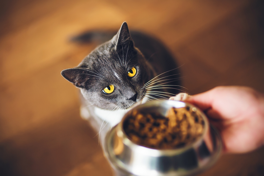 Best food hotsell for anemic cat