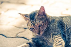 Abandoned Cat With Stress Face