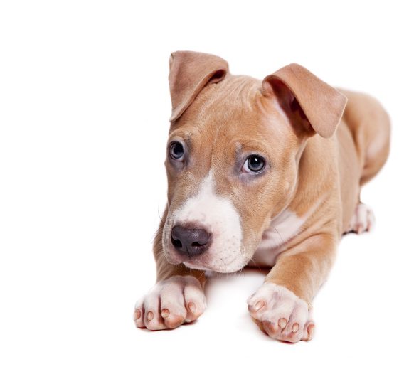American Pit Bull Terrier puppy isolated on white