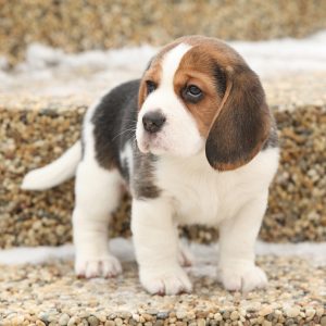 Beautiful Beagle Puppy In Winter