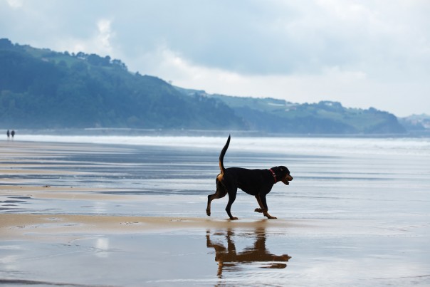 Beautiful and strong doberman walking on the walk outdoors, youn