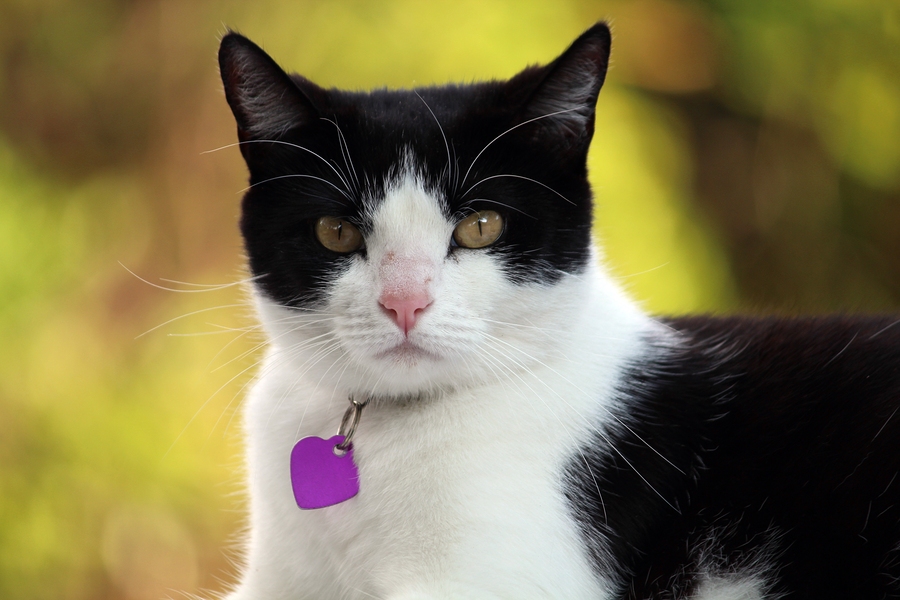 Black and White domestic cat with collar and tags