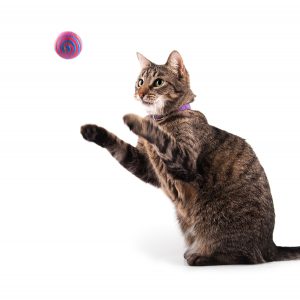 Cat playing