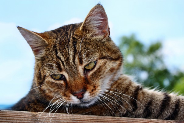 Sat cat gazing