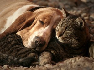 Cat pillow dog blanket