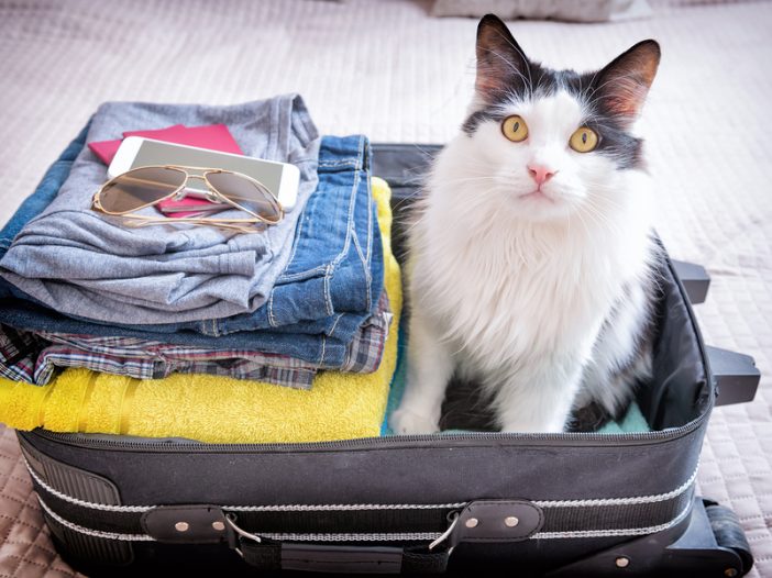 cat in suitcase