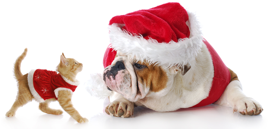 adorable cat and dog dressed up for christmas with reflection on white background