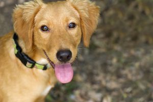 Cute Dog Looking Up