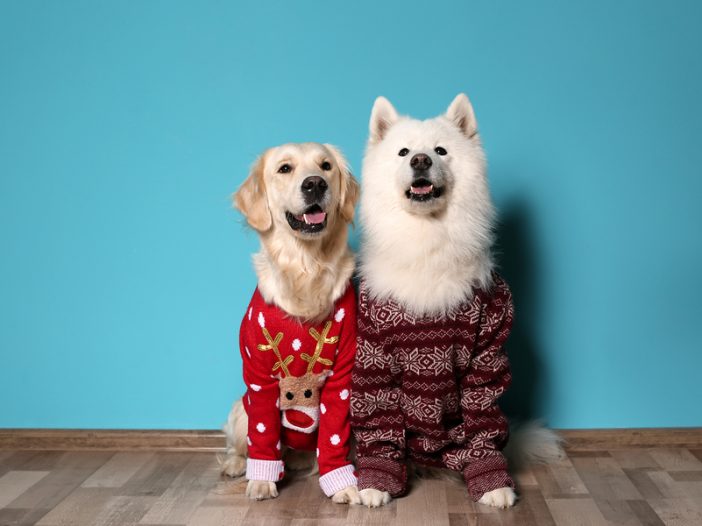 Poodle on sale christmas sweater