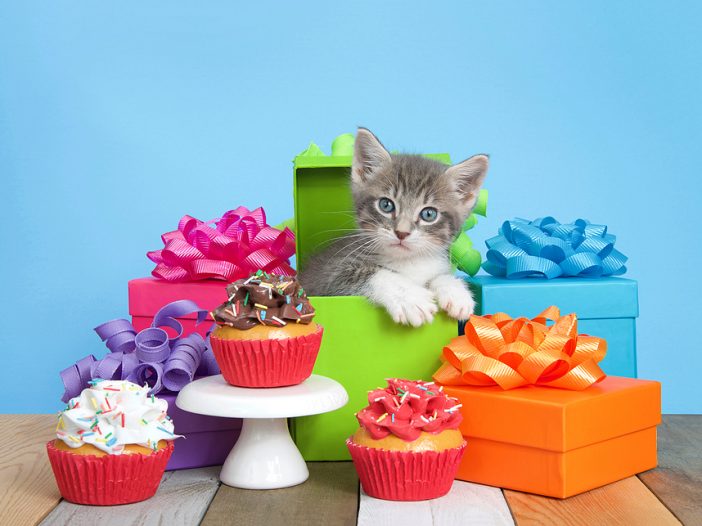 kitten gifts