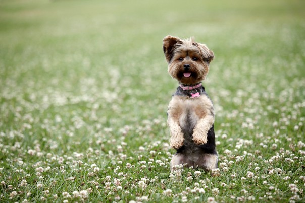 Cute dog sitting up in a field
