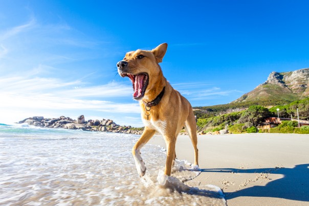 Dog Playing At The Beach