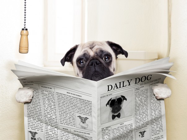 pug dog sitting on toilet and reading magazine having a break