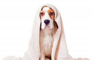 Dog Under A Blanket On White