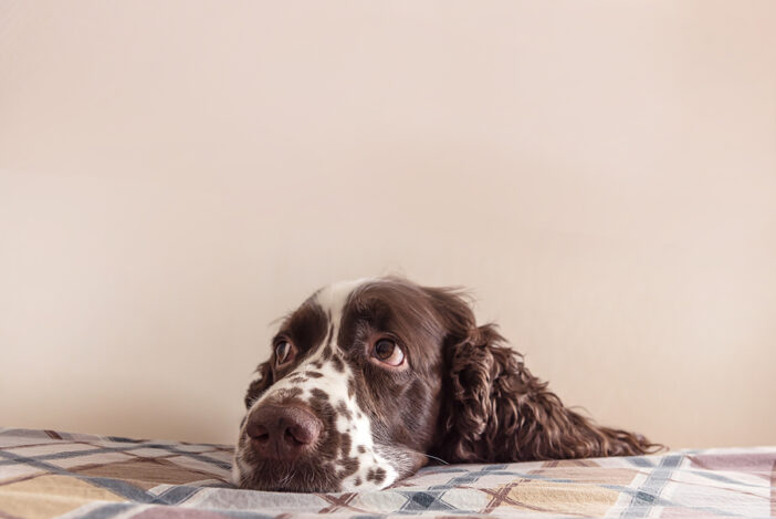 dog looking thoughtful