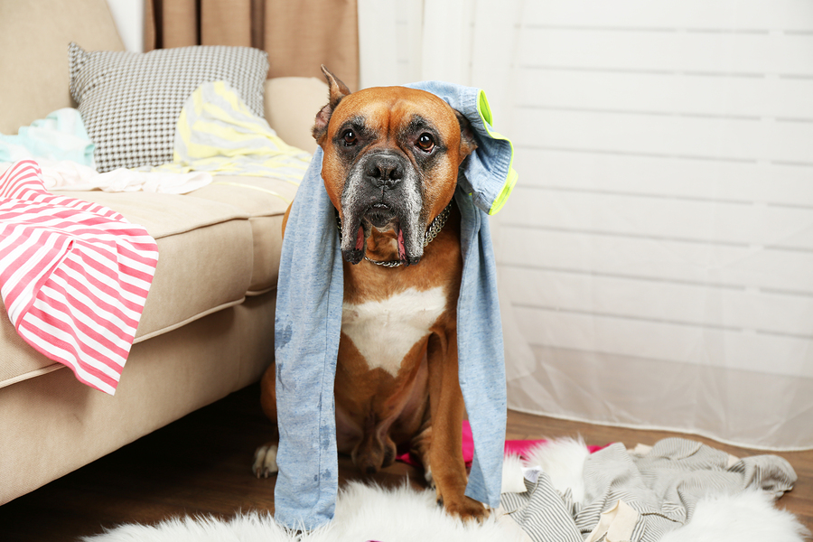 can dogs digest underwear