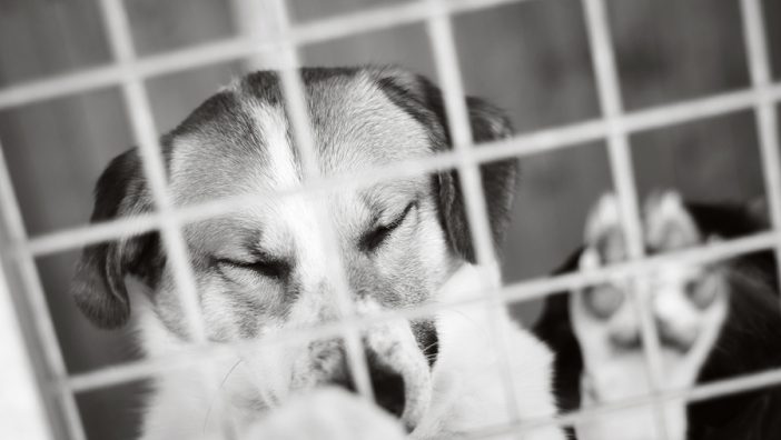 sad dog in shelter