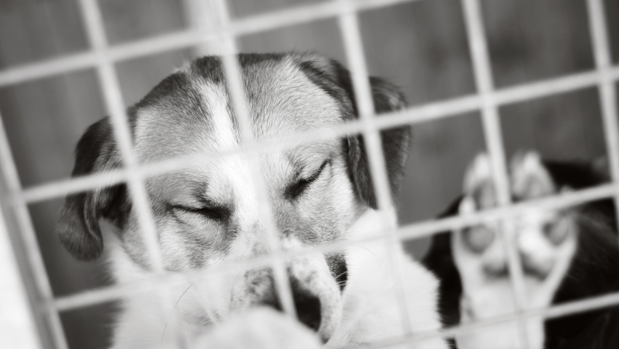 The Ugly Truth About Animal Shelters
