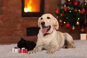 Family pets receiving gifts for Christmas - dog a kitten with sm
