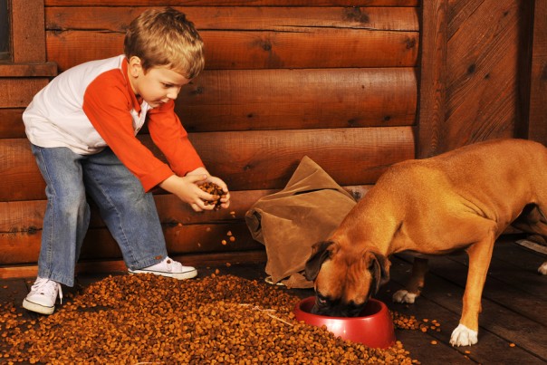 Preschooler feeding his pet boxer by dumping a large bag of dry dog food on the porch of his log home.